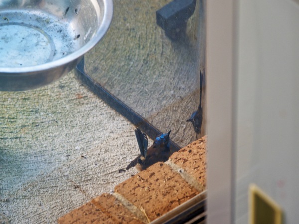 https://lemis.nyc3.digitaloceanspaces.com/grog/Photos/20260828/small/Superb-fairy-wren-69.jpeg