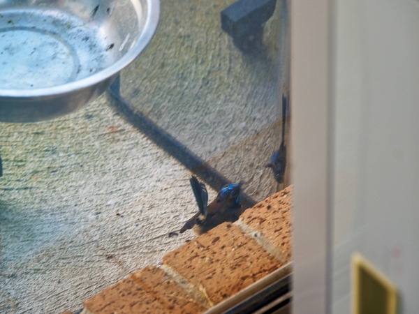 https://lemis.nyc3.digitaloceanspaces.com/grog/Photos/20260828/small/Superb-fairy-wren-71.jpeg