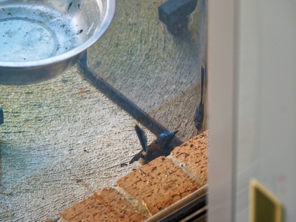 https://lemis.nyc3.digitaloceanspaces.com/grog/Photos/20260828/small/Superb-fairy-wren-73.jpeg