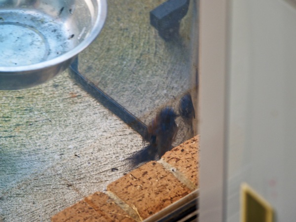 https://lemis.nyc3.digitaloceanspaces.com/grog/Photos/20260828/small/Superb-fairy-wren-77.jpeg