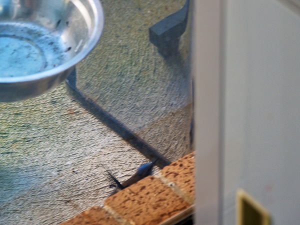 https://lemis.nyc3.digitaloceanspaces.com/grog/Photos/20260828/small/Superb-fairy-wren-8.jpeg