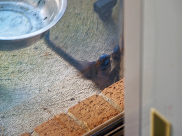 https://lemis.nyc3.digitaloceanspaces.com/grog/Photos/20260828/small/Superb-fairy-wren-80.jpeg