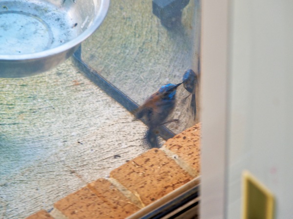 https://lemis.nyc3.digitaloceanspaces.com/grog/Photos/20260828/small/Superb-fairy-wren-82.jpeg