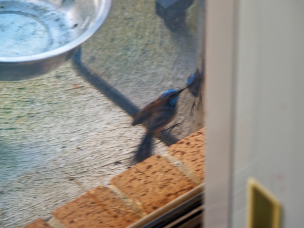 https://lemis.nyc3.digitaloceanspaces.com/grog/Photos/20260828/small/Superb-fairy-wren-83.jpeg