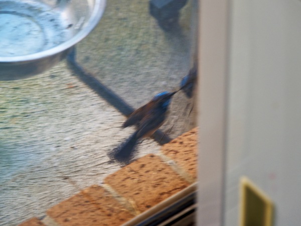 https://lemis.nyc3.digitaloceanspaces.com/grog/Photos/20260828/small/Superb-fairy-wren-84.jpeg