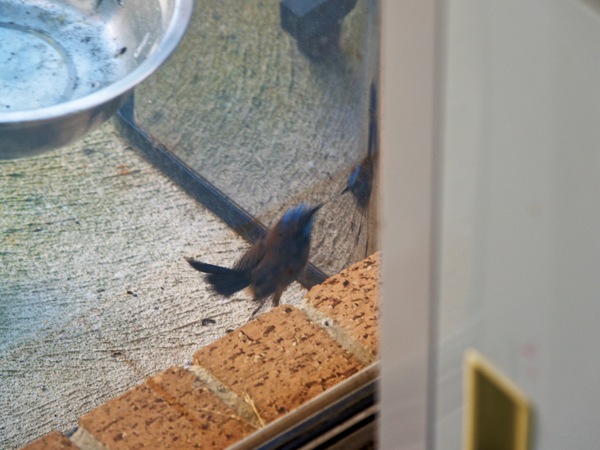 https://lemis.nyc3.digitaloceanspaces.com/grog/Photos/20260828/small/Superb-fairy-wren-86.jpeg
