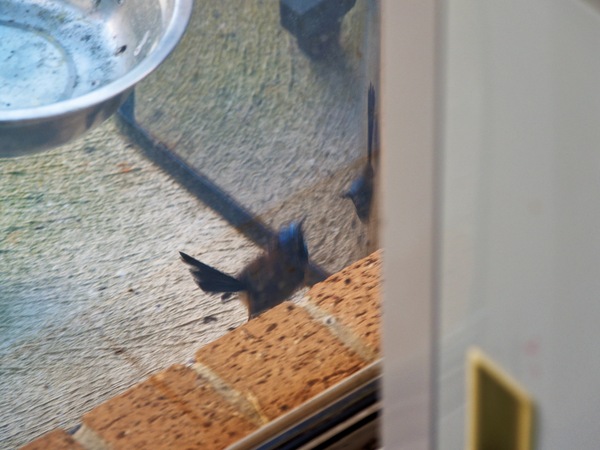 https://lemis.nyc3.digitaloceanspaces.com/grog/Photos/20260828/small/Superb-fairy-wren-87.jpeg