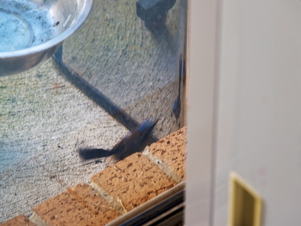 https://lemis.nyc3.digitaloceanspaces.com/grog/Photos/20260828/small/Superb-fairy-wren-9.jpeg