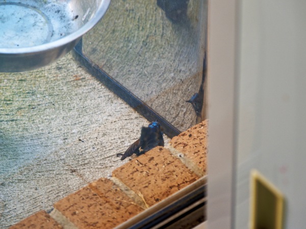 https://lemis.nyc3.digitaloceanspaces.com/grog/Photos/20260828/small/Superb-fairy-wren-91.jpeg