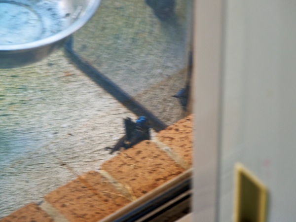 https://lemis.nyc3.digitaloceanspaces.com/grog/Photos/20260828/small/Superb-fairy-wren-93.jpeg