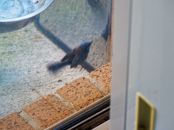 https://lemis.nyc3.digitaloceanspaces.com/grog/Photos/20260828/small/Superb-fairy-wren-96.jpeg