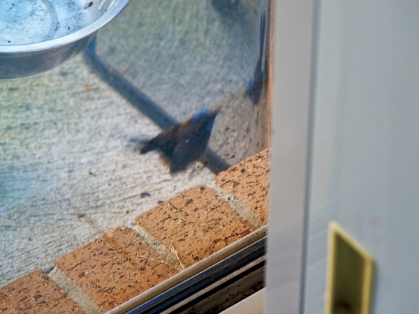 https://lemis.nyc3.digitaloceanspaces.com/grog/Photos/20260828/small/Superb-fairy-wren-97.jpeg