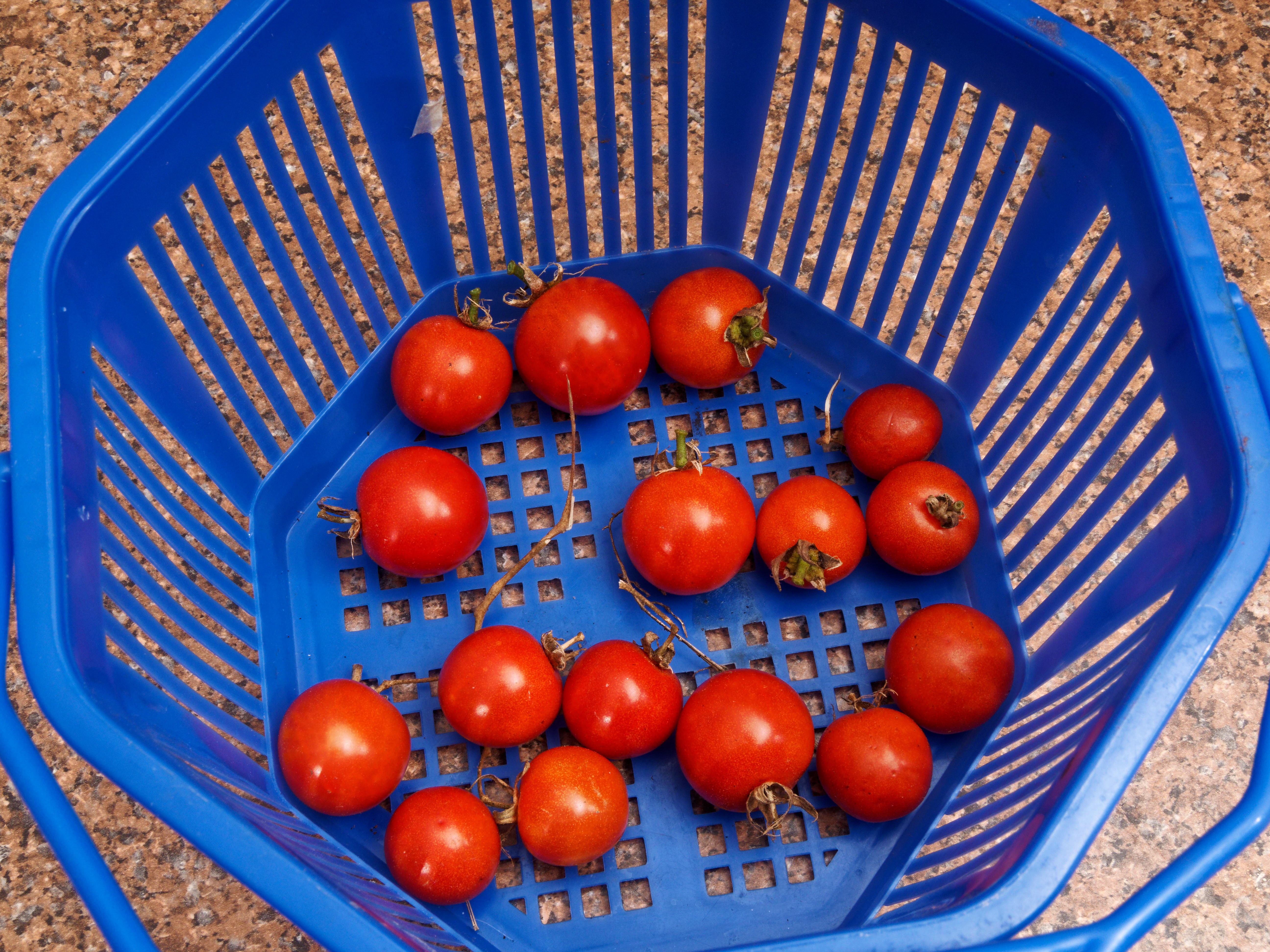 https://lemis.nyc3.digitaloceanspaces.com/grog/Photos/20260904/big/Tomatoes-1.jpeg