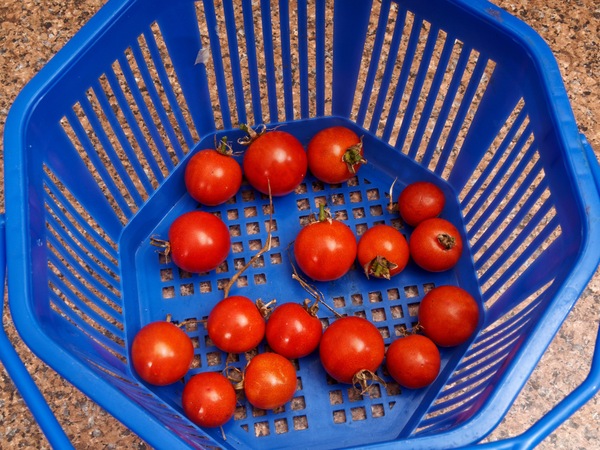 https://lemis.nyc3.digitaloceanspaces.com/grog/Photos/20260904/small/Tomatoes-1.jpeg
