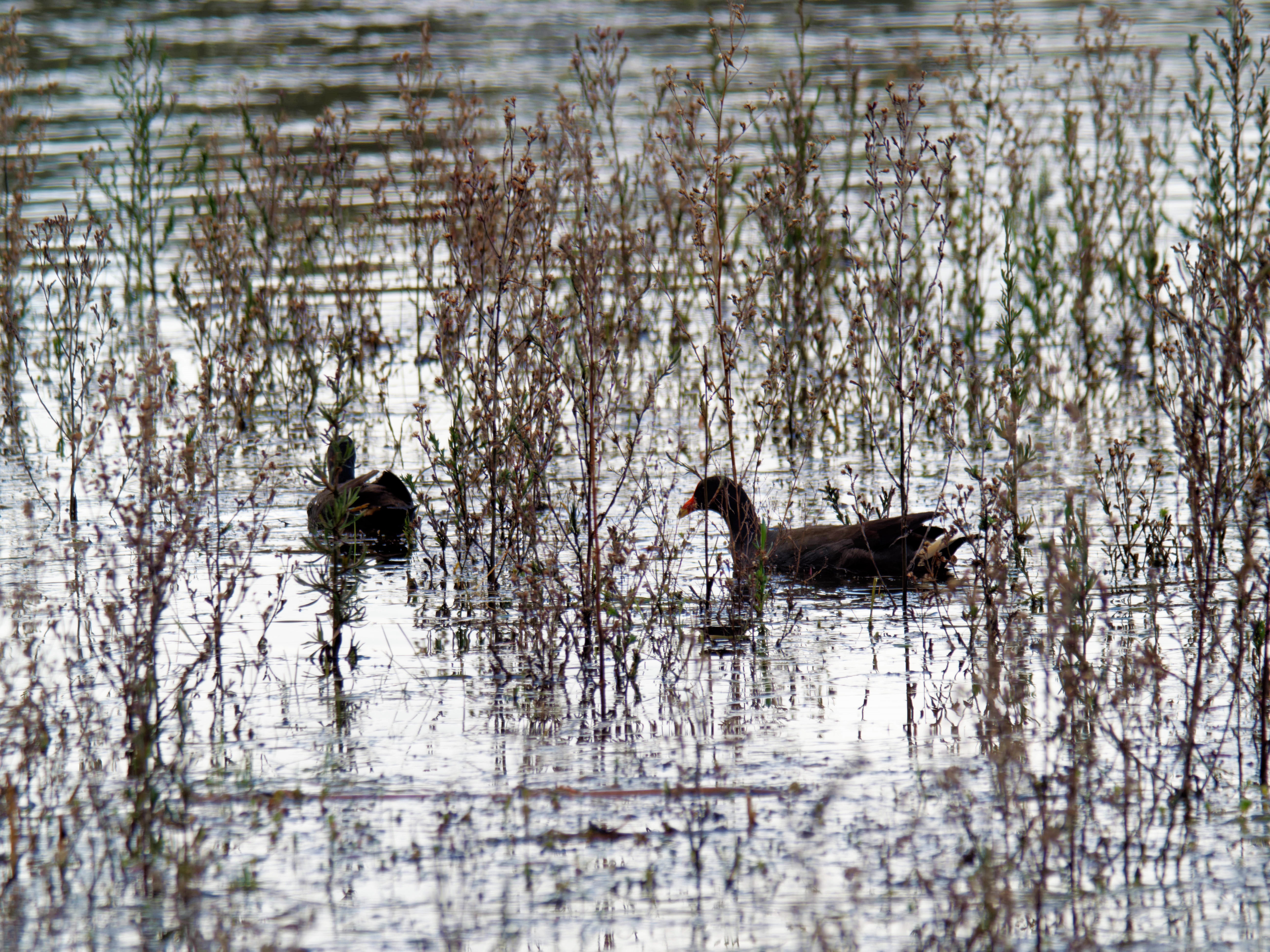 https://lemis.nyc3.digitaloceanspaces.com/grog/Photos/20260915/big/Mullawallah-wetlands-14.jpeg