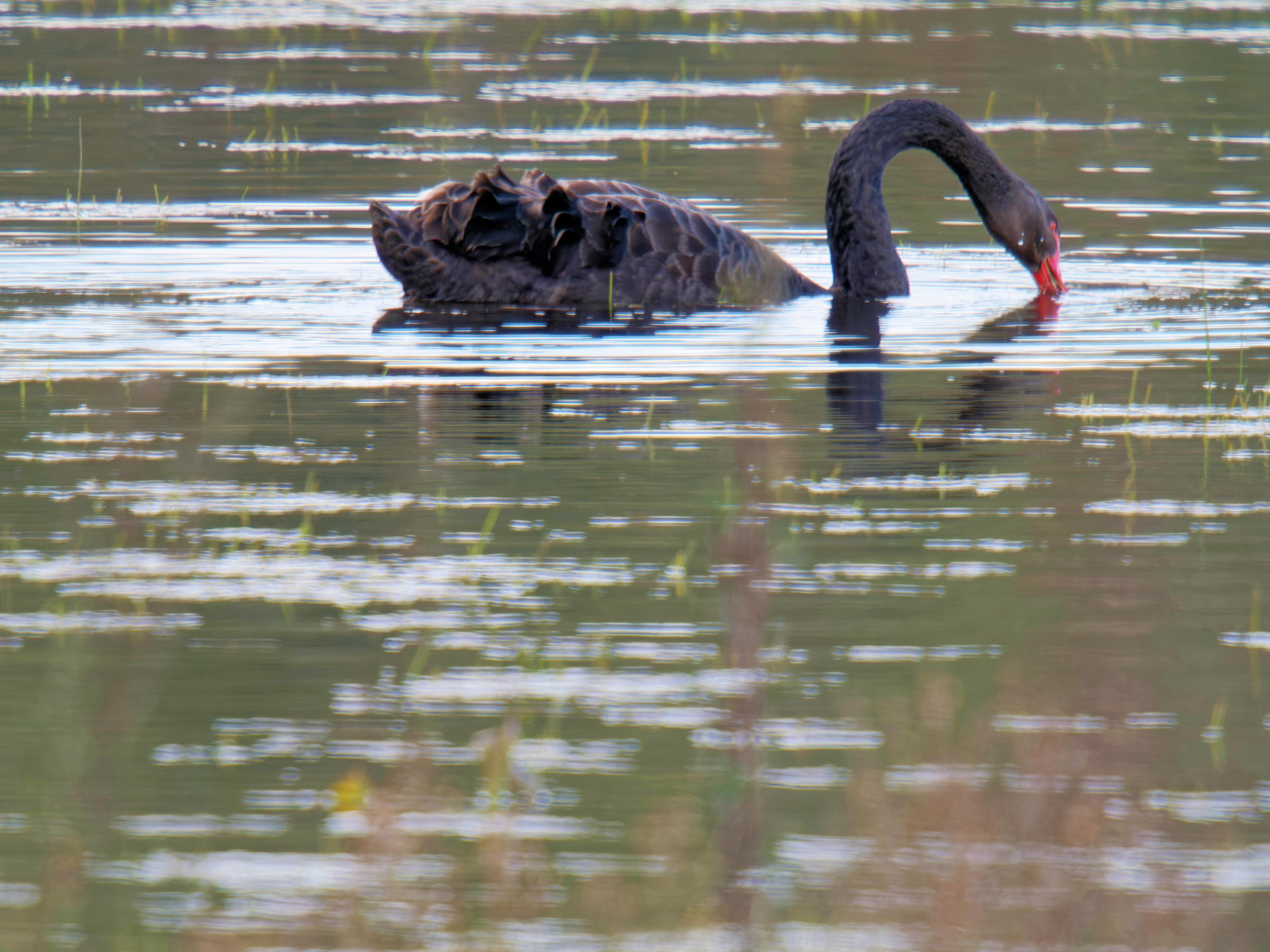 https://lemis.nyc3.digitaloceanspaces.com/grog/Photos/20260915/big/Mullawallah-wetlands-27.jpeg