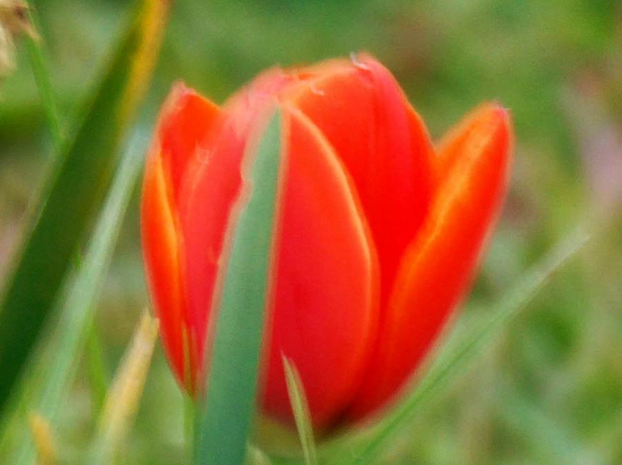 https://lemis.nyc3.digitaloceanspaces.com/grog/Photos/20260916/big/First-tulip-of-spring-2-detail.jpeg