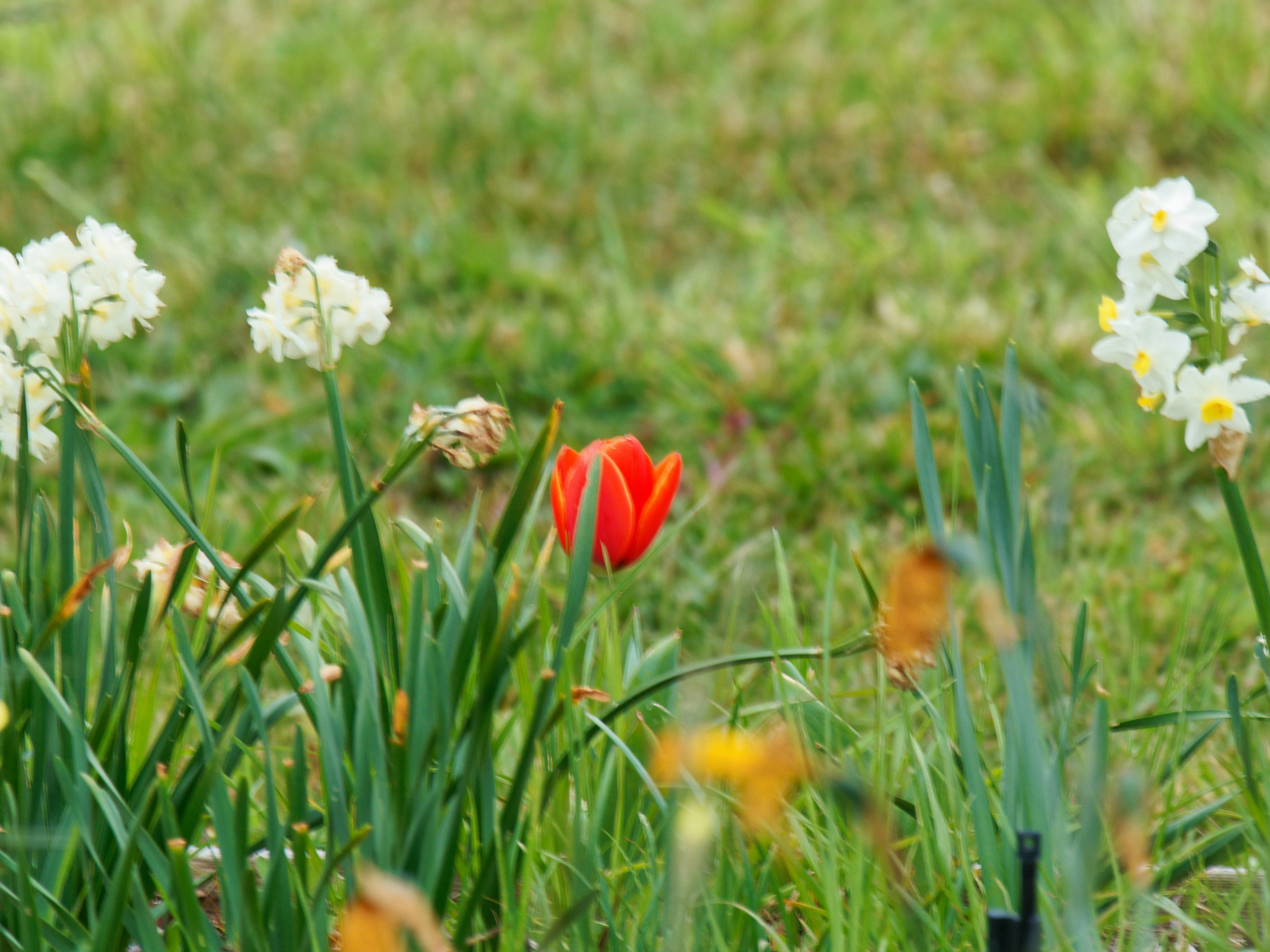 https://lemis.nyc3.digitaloceanspaces.com/grog/Photos/20260916/big/First-tulip-of-spring-2.jpeg