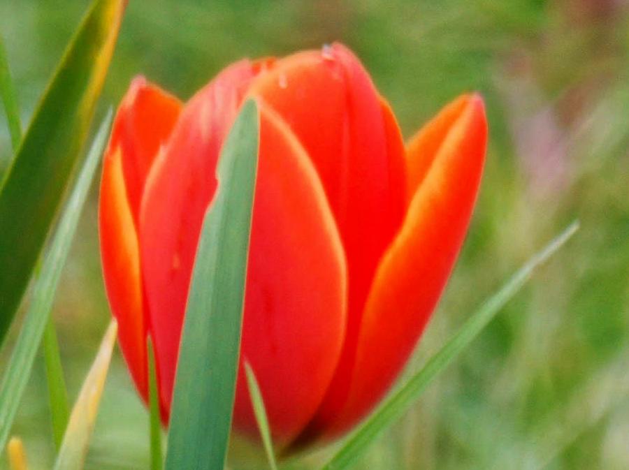 https://lemis.nyc3.digitaloceanspaces.com/grog/Photos/20260916/big/First-tulip-of-spring-3-detail.jpeg