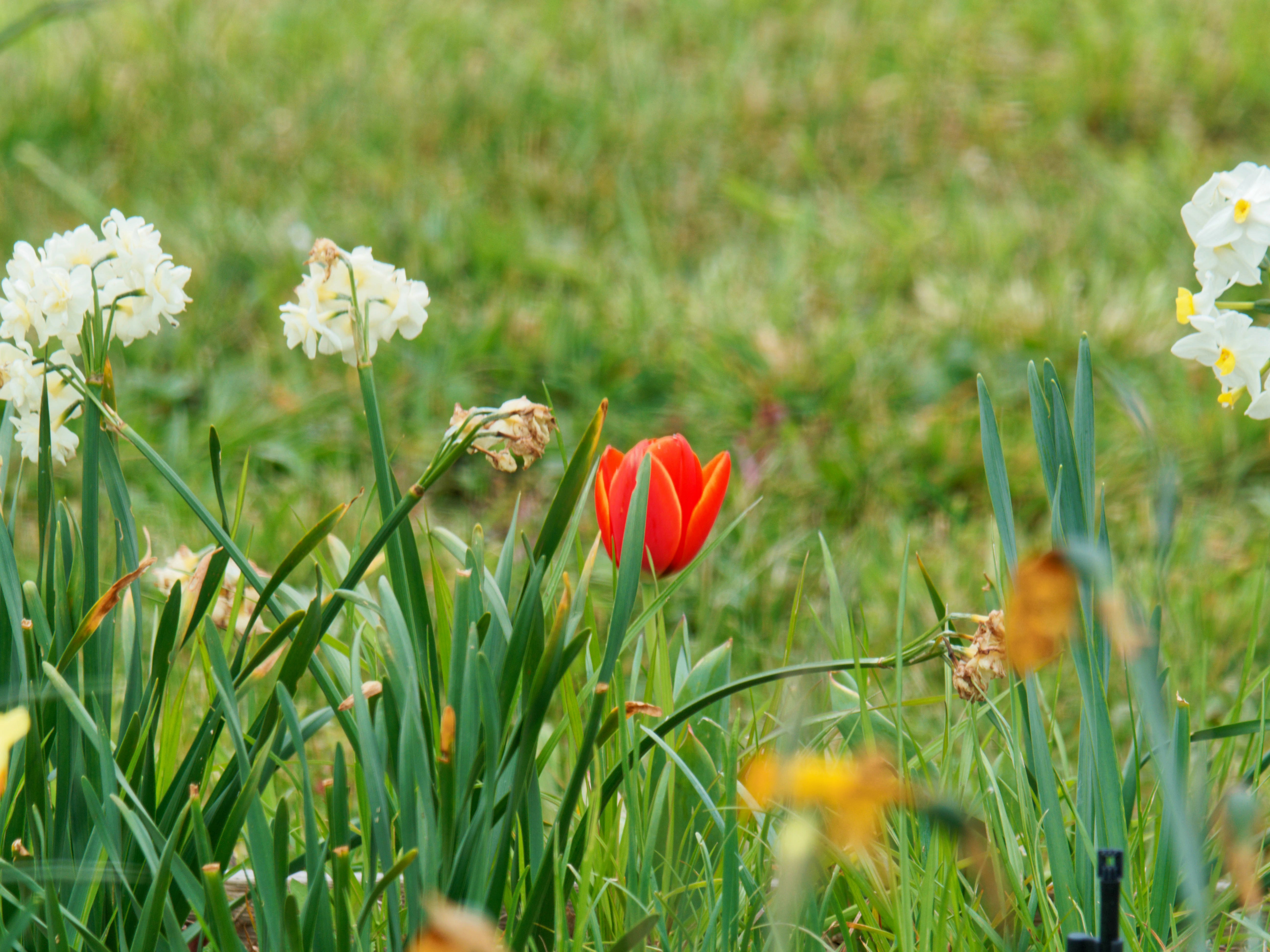 https://lemis.nyc3.digitaloceanspaces.com/grog/Photos/20260916/big/First-tulip-of-spring-3.jpeg