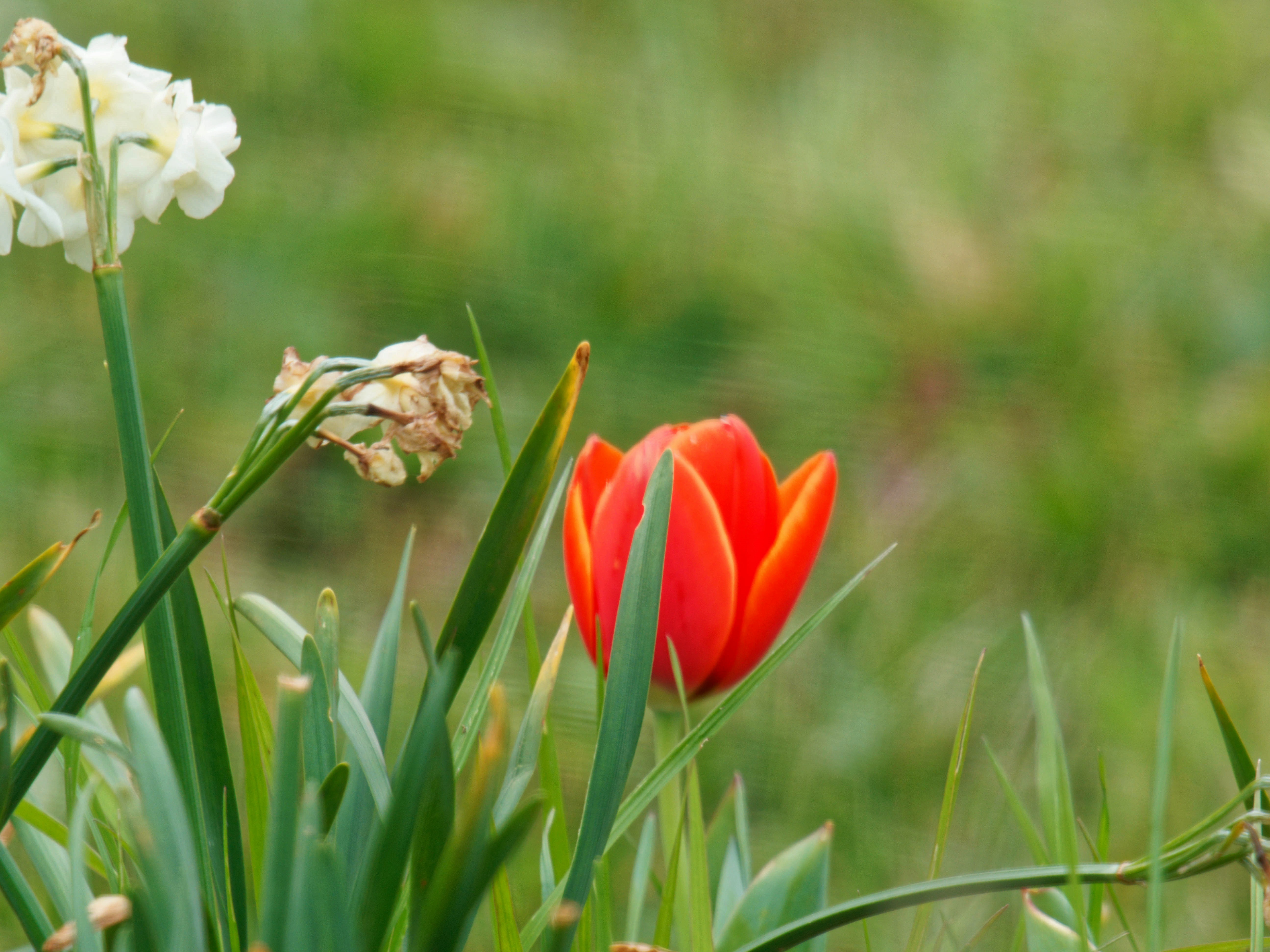 https://lemis.nyc3.digitaloceanspaces.com/grog/Photos/20260916/big/First-tulip-of-spring-4.jpeg