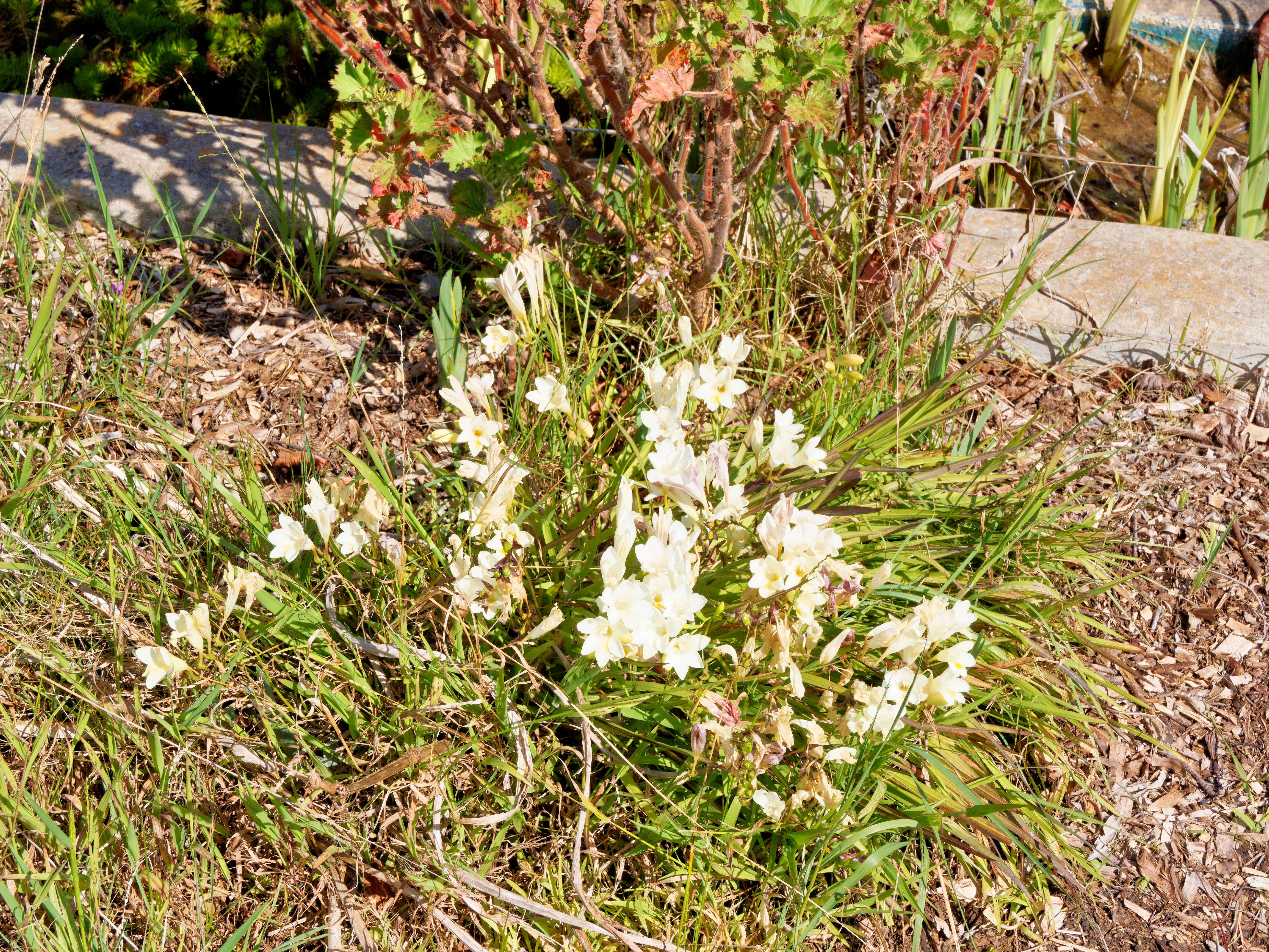 https://lemis.nyc3.digitaloceanspaces.com/grog/Photos/20260923/big/Freesias.jpeg