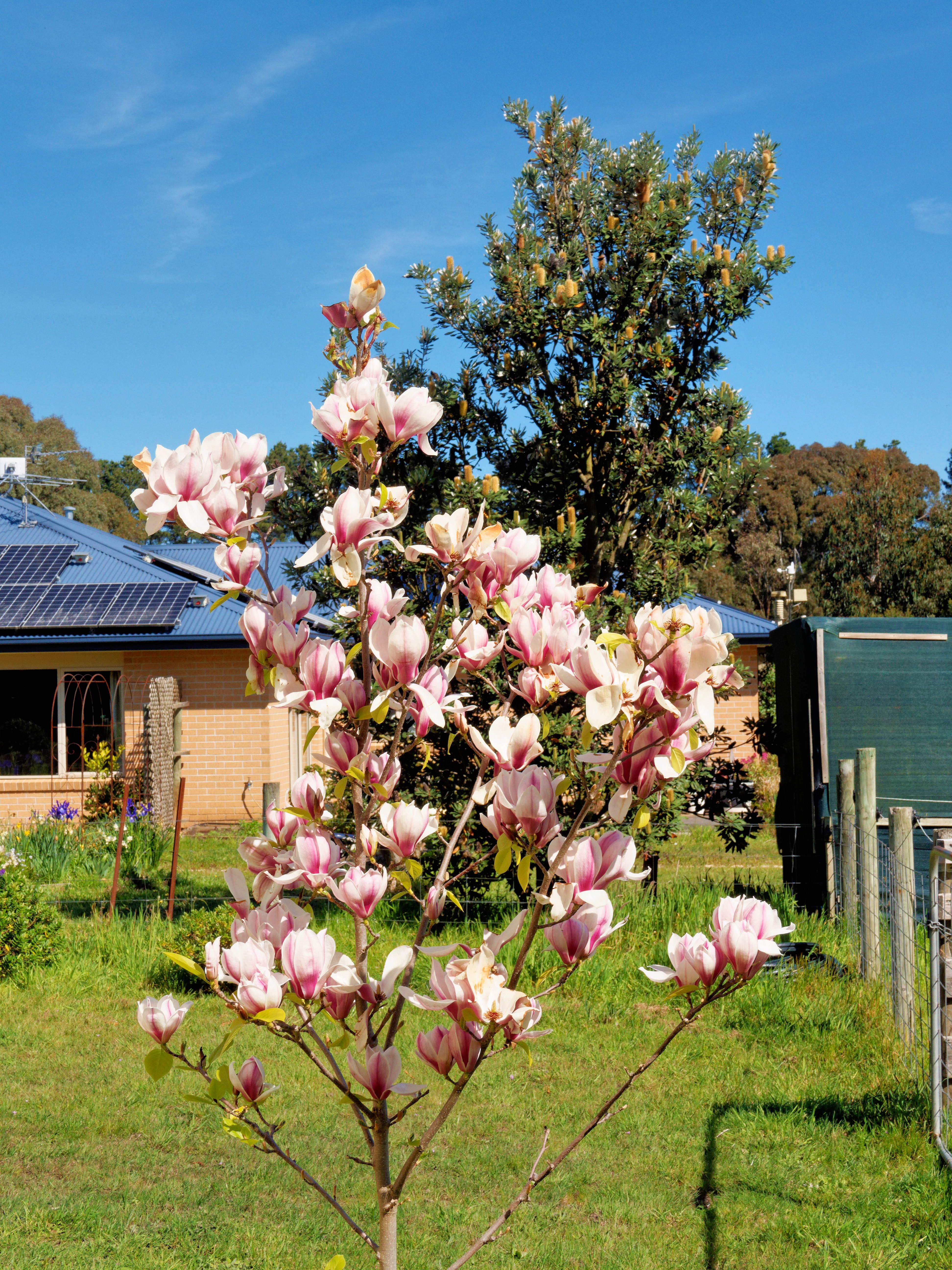https://lemis.nyc3.digitaloceanspaces.com/grog/Photos/20260923/big/Magnolia-2.jpeg