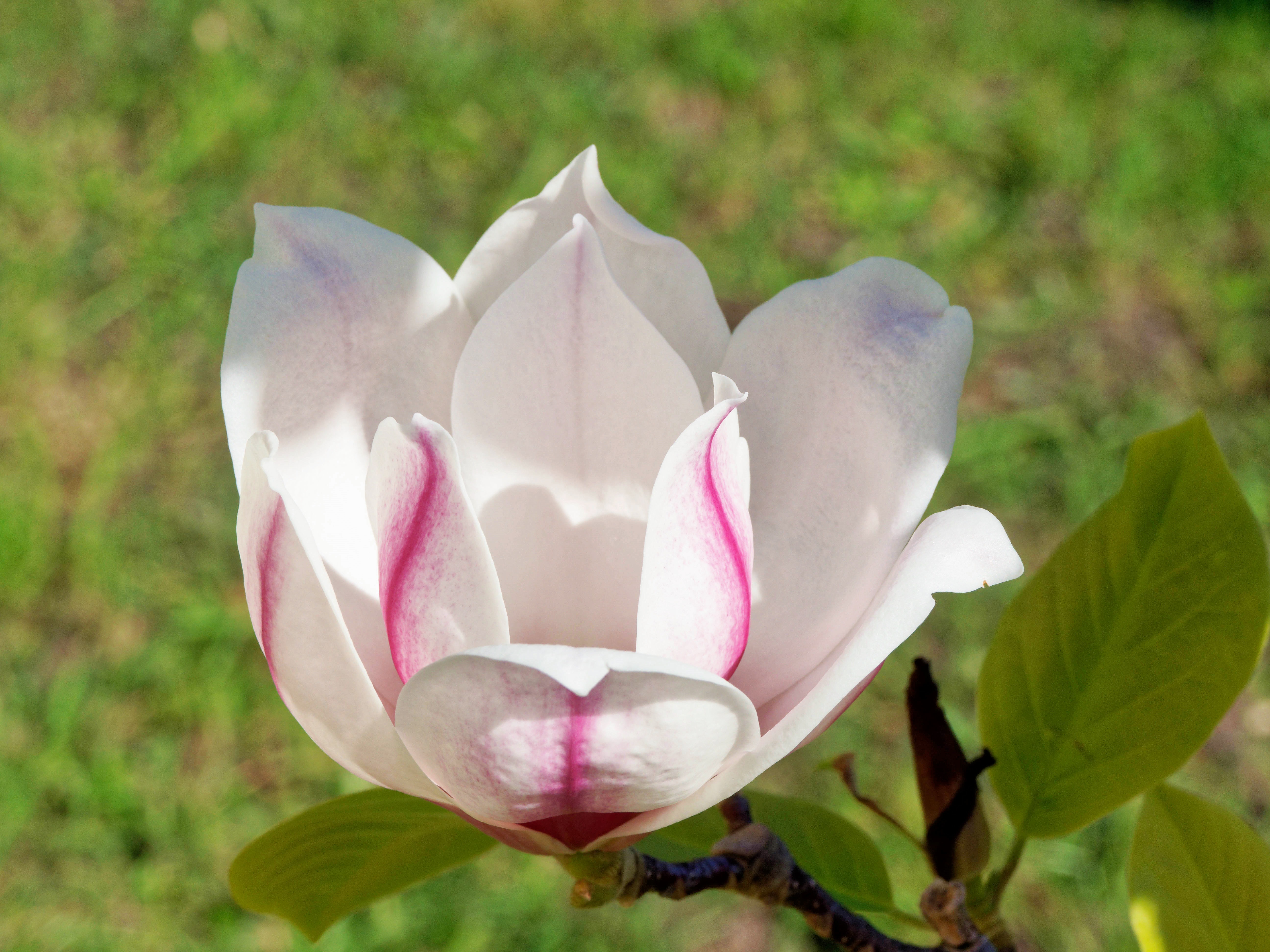 https://lemis.nyc3.digitaloceanspaces.com/grog/Photos/20260923/big/Magnolia-4.jpeg