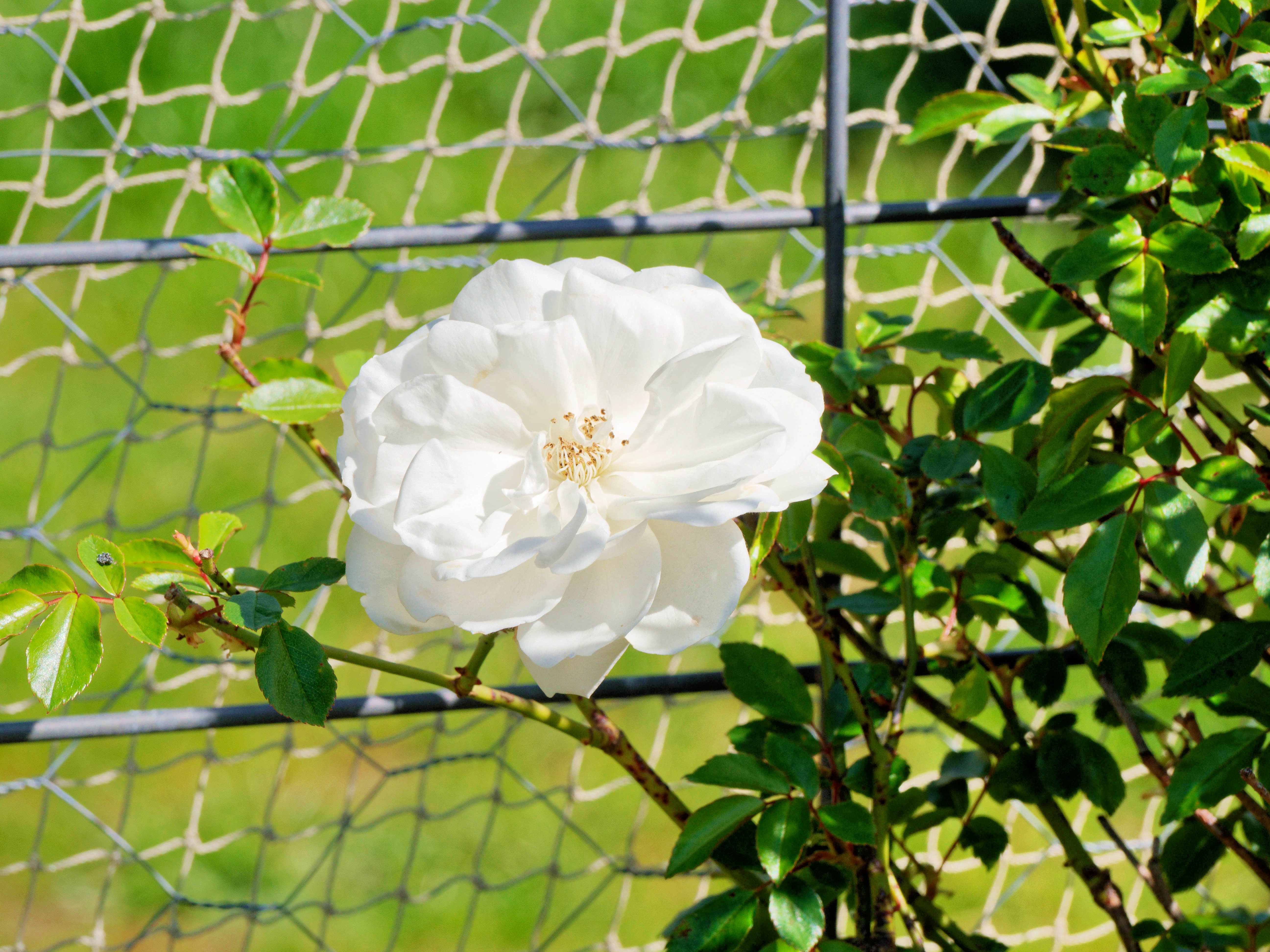 https://lemis.nyc3.digitaloceanspaces.com/grog/Photos/20260923/big/Roses-4.jpeg