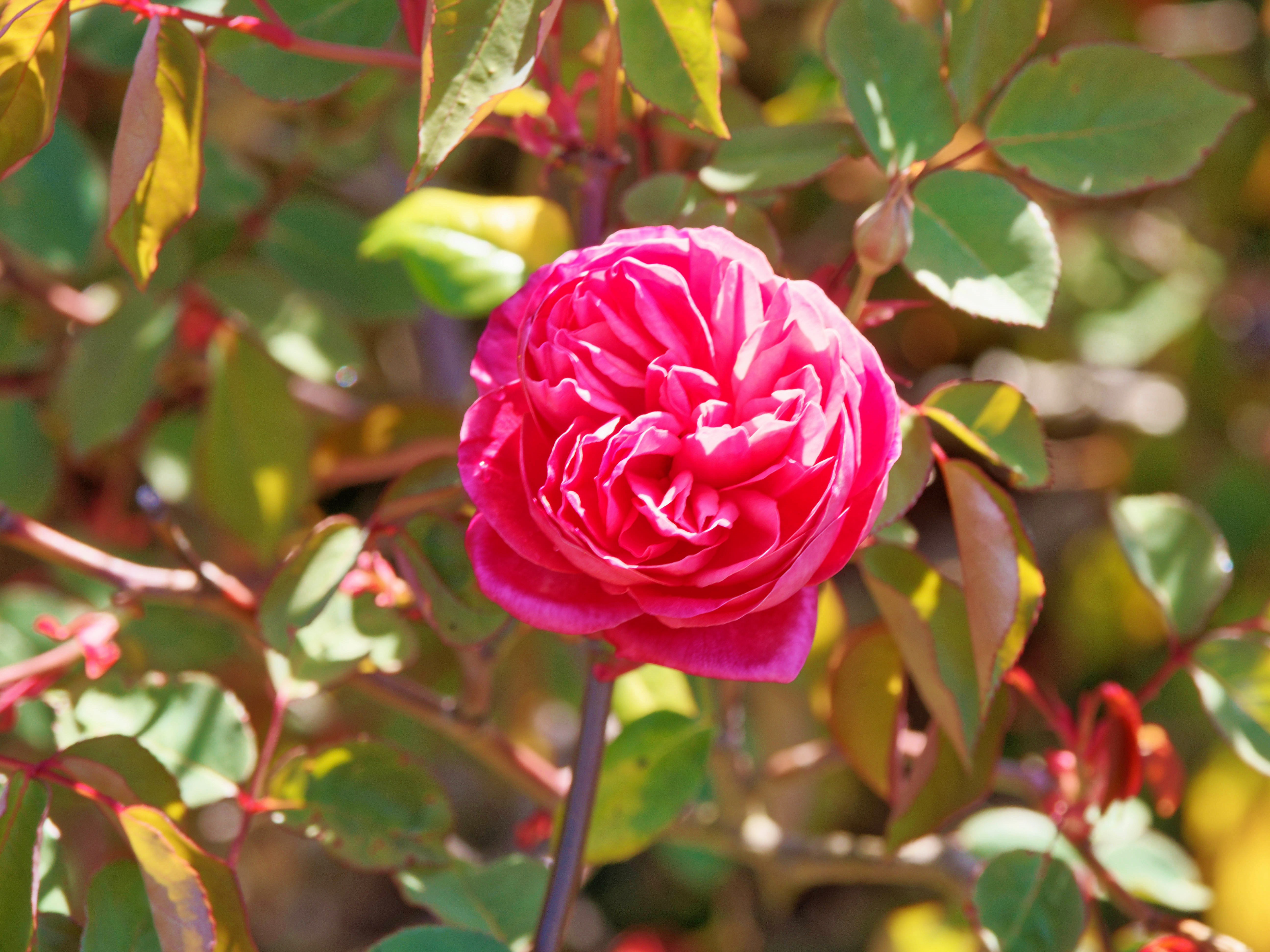 https://lemis.nyc3.digitaloceanspaces.com/grog/Photos/20260923/big/Roses-7.jpeg