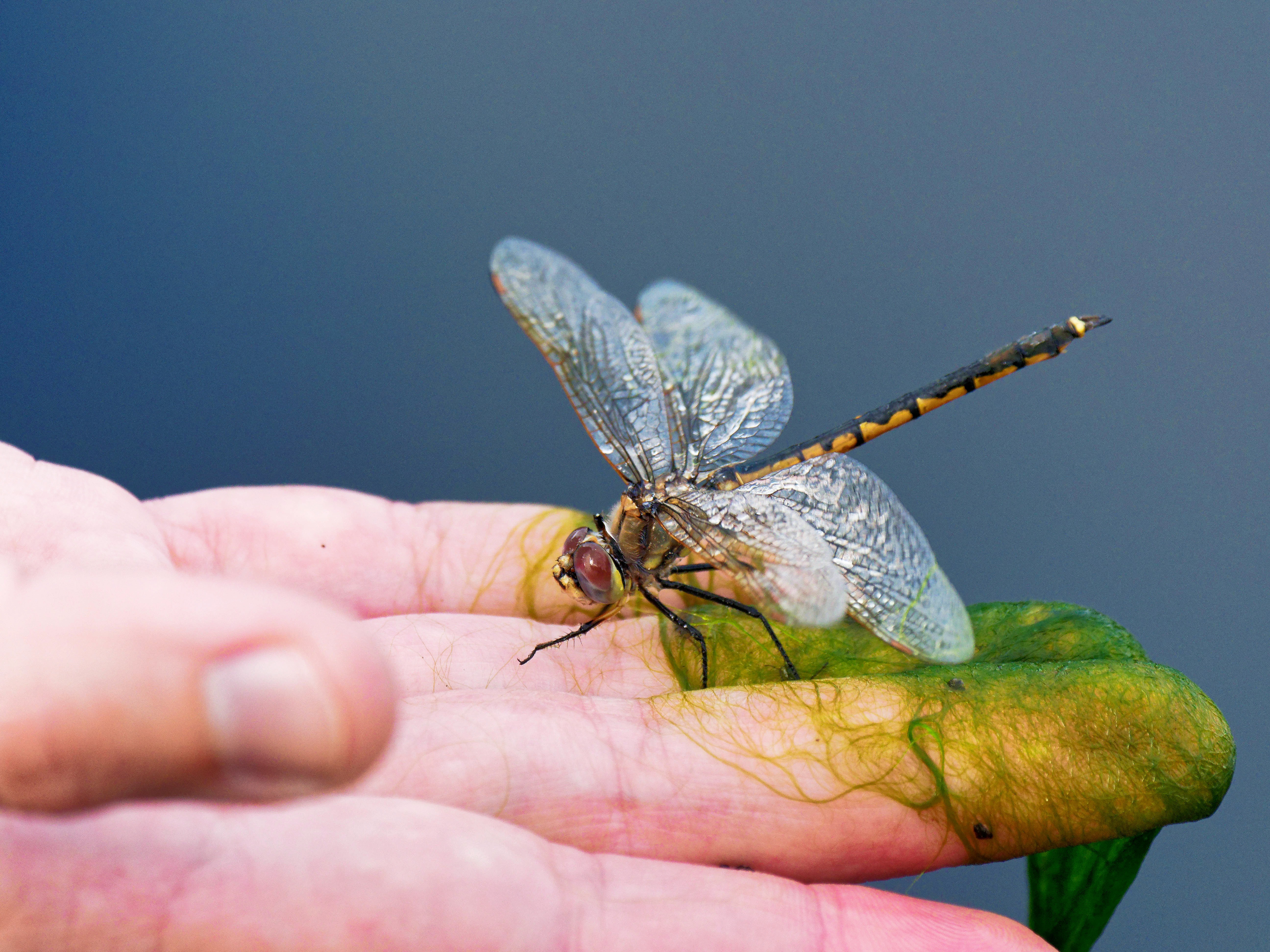 https://lemis.nyc3.digitaloceanspaces.com/grog/Photos/20260928/big/Dragonfly-15.jpeg