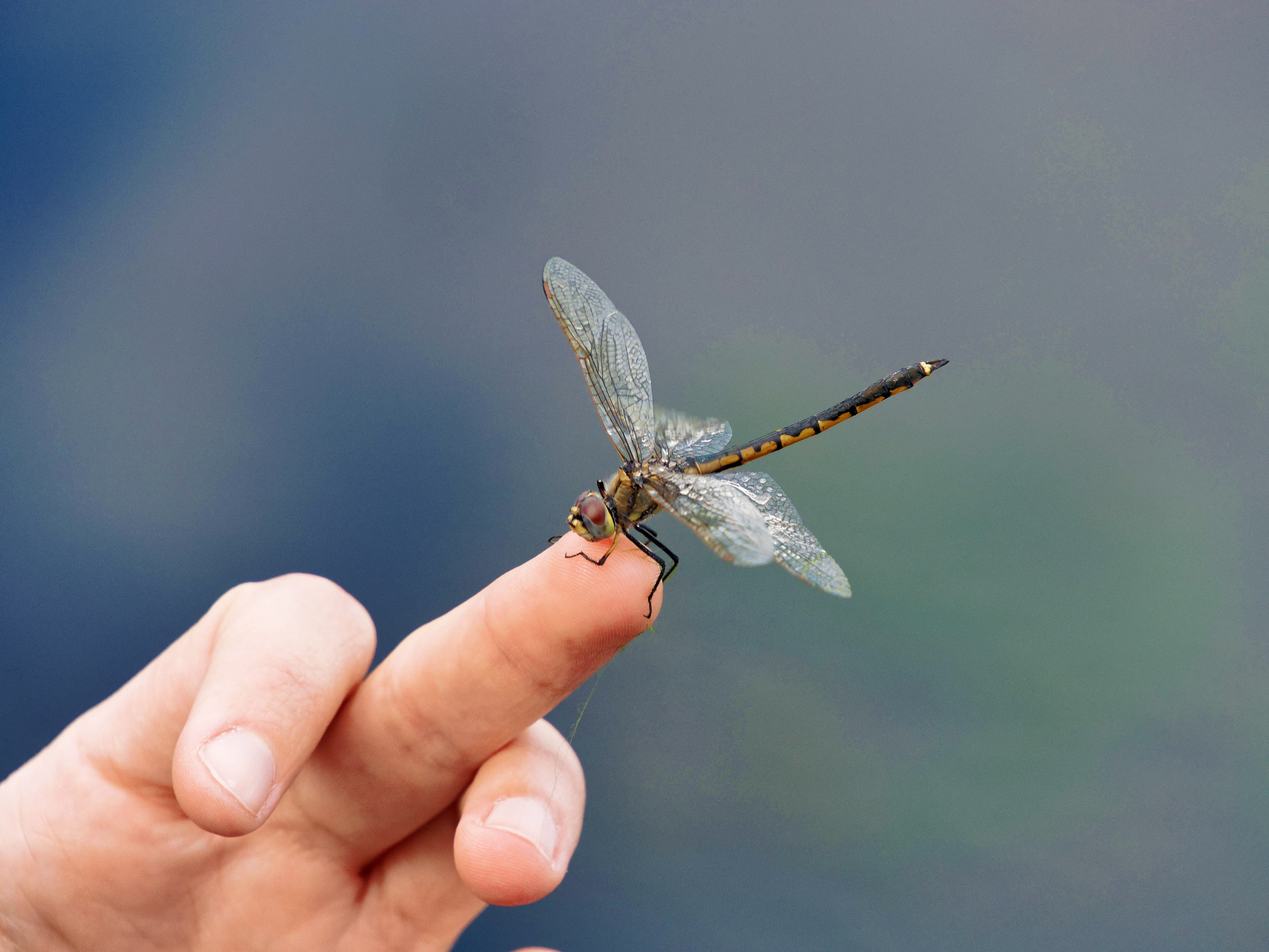 https://lemis.nyc3.digitaloceanspaces.com/grog/Photos/20260928/big/Dragonfly-18.jpeg