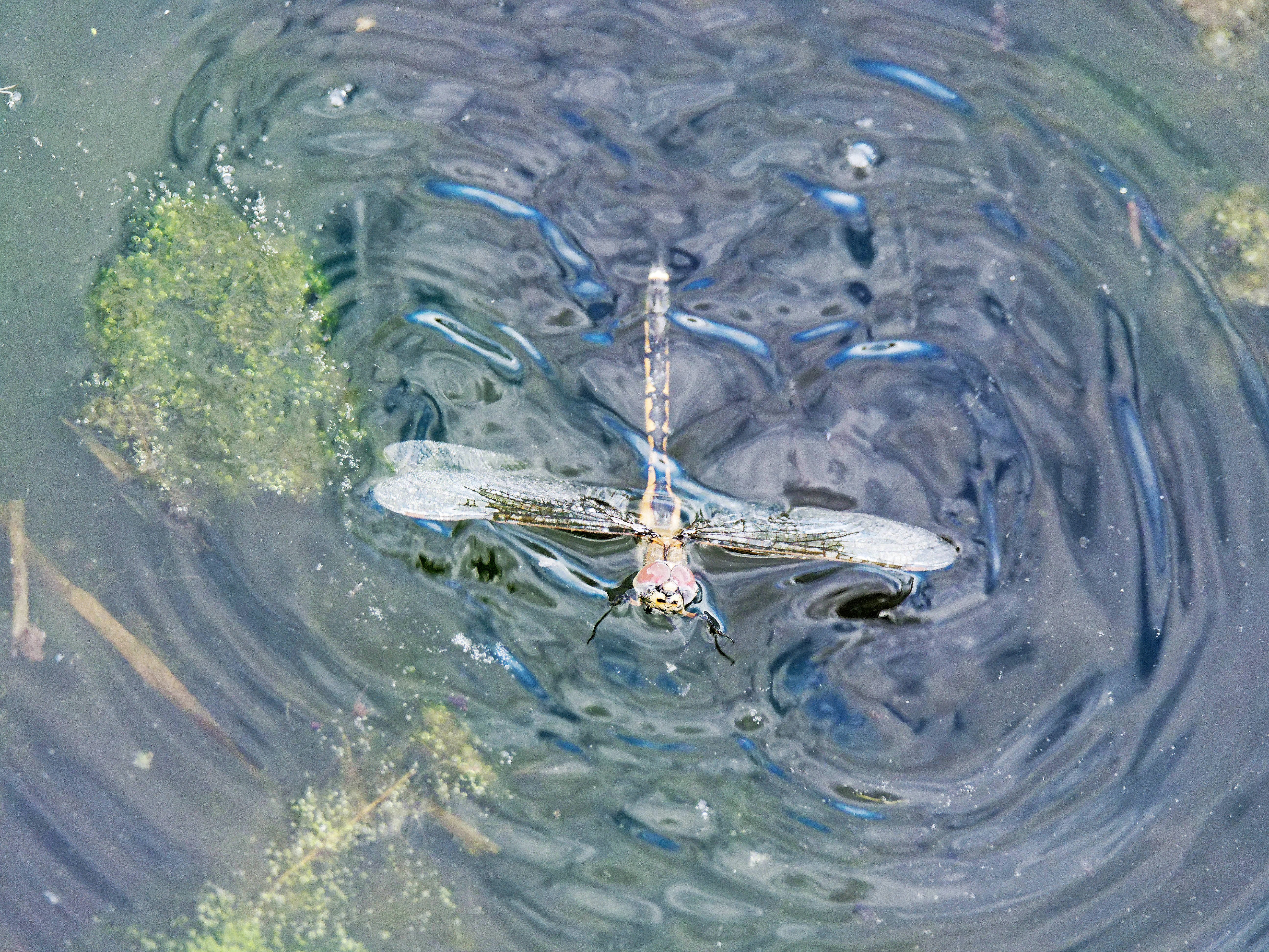 https://lemis.nyc3.digitaloceanspaces.com/grog/Photos/20260928/big/Dragonfly-4.jpeg