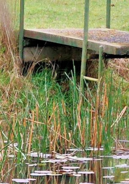 https://lemis.nyc3.digitaloceanspaces.com/grog/Photos/20261002/small/Rainfall-detail.jpeg