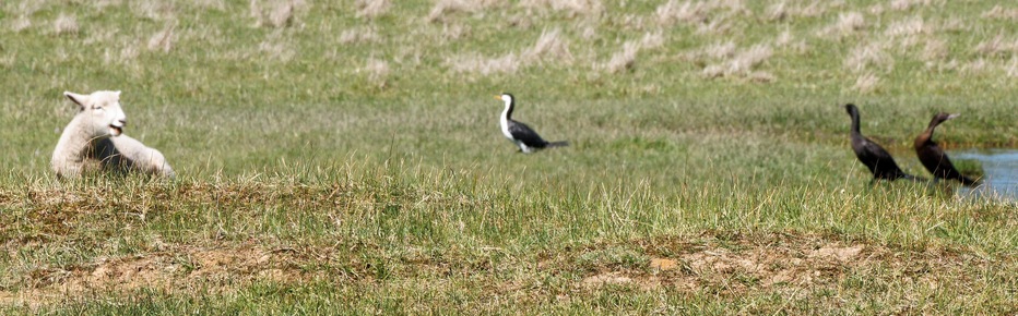https://lemis.nyc3.digitaloceanspaces.com/grog/Photos/20261011/small/Sheep-and-birds-3.jpeg