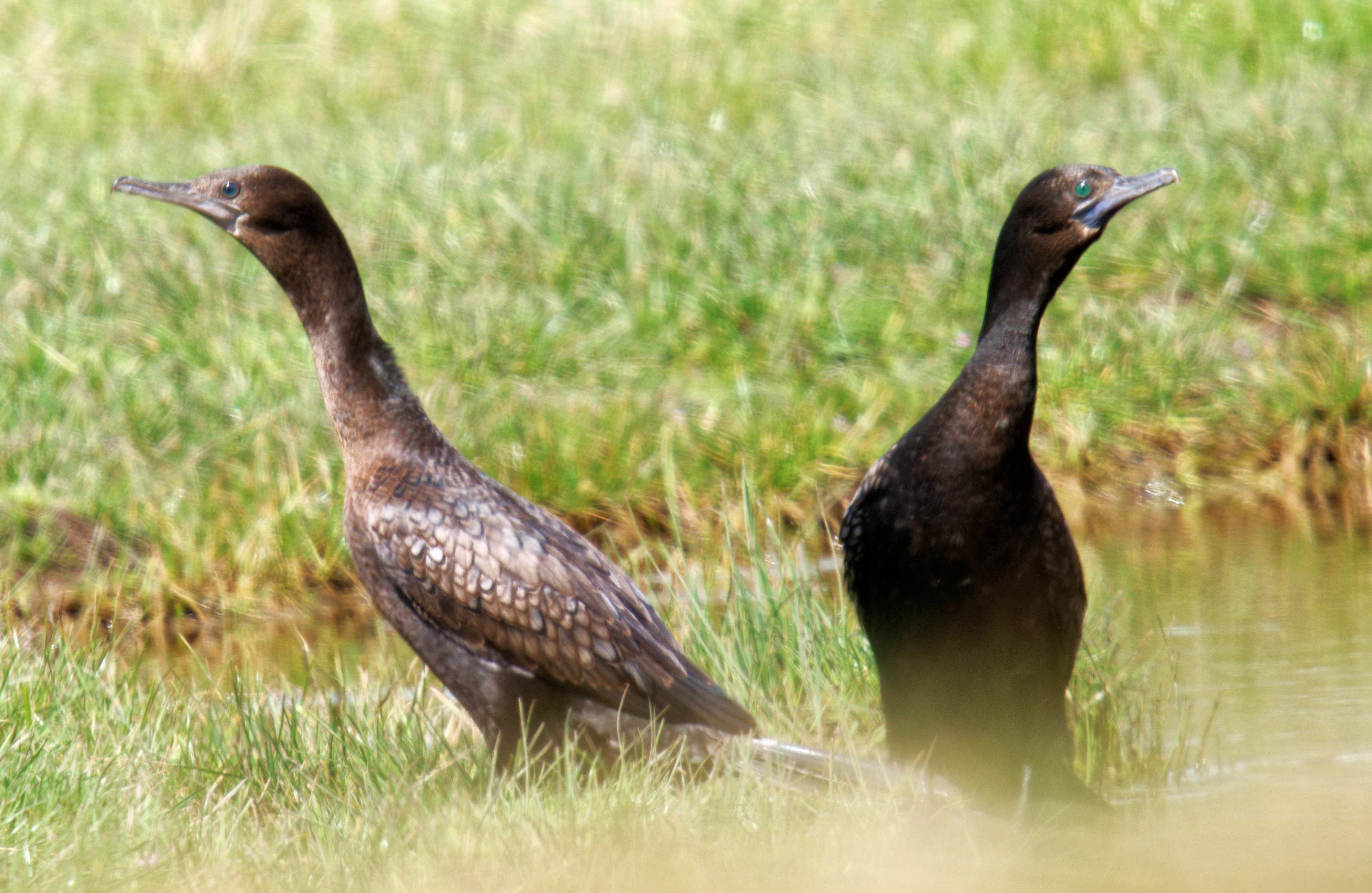 https://lemis.nyc3.digitaloceanspaces.com/grog/Photos/20261015/big/Cormorants-13-detail.jpeg