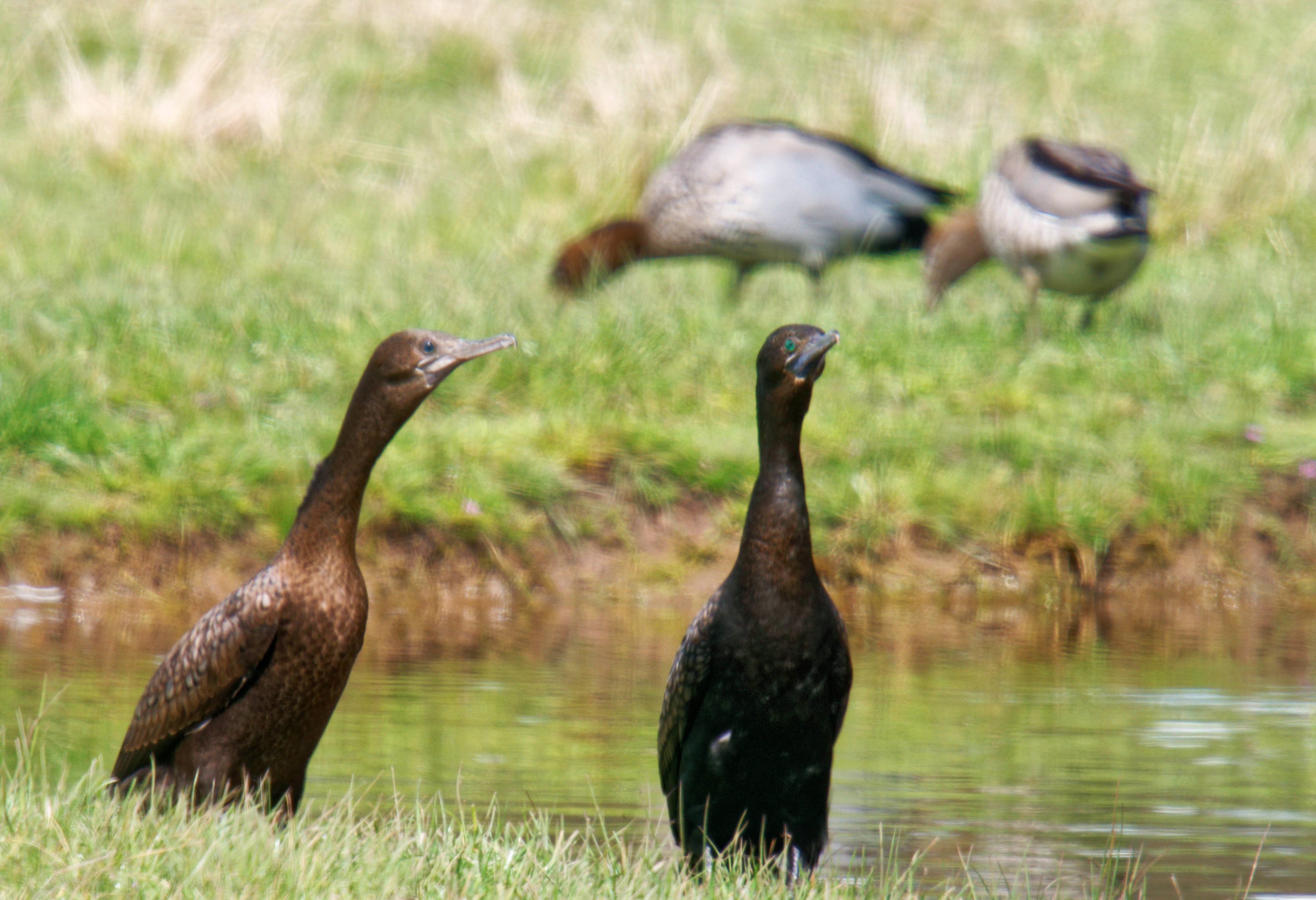 https://lemis.nyc3.digitaloceanspaces.com/grog/Photos/20261015/big/Cormorants-ducks-detail.jpeg