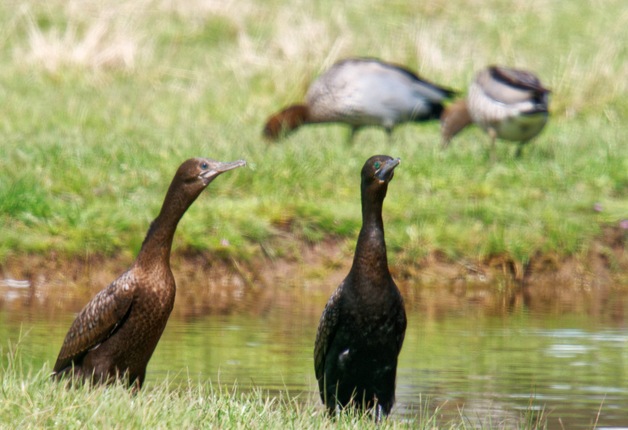 https://lemis.nyc3.digitaloceanspaces.com/grog/Photos/20261015/small/Cormorants-ducks-detail.jpeg