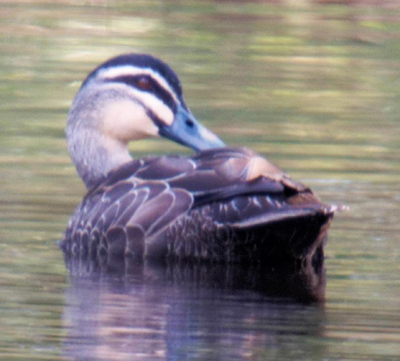 https://lemis.nyc3.digitaloceanspaces.com/grog/Photos/20261016/big/Ducks-2-detail.jpeg