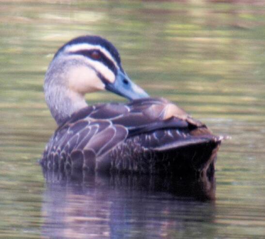 https://lemis.nyc3.digitaloceanspaces.com/grog/Photos/20261016/small/Ducks-2-detail.jpeg