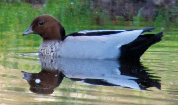 https://lemis.nyc3.digitaloceanspaces.com/grog/Photos/20261016/small/Ducks-4-detail.jpeg