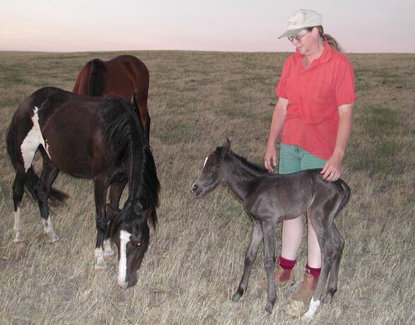 https://lemis.nyc3.digitaloceanspaces.com/yvonne/Photos/20021222/small/foal2.jpeg