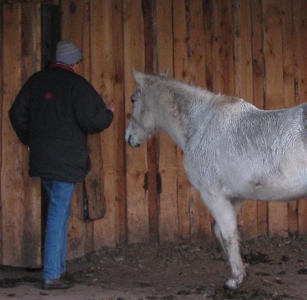 https://lemis.nyc3.digitaloceanspaces.com/yvonne/Photos/20061113/small/pony1.jpeg