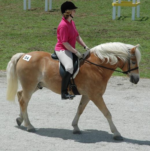 https://lemis.nyc3.digitaloceanspaces.com/yvonne/Photos/20081121/small/Haflinger.jpeg