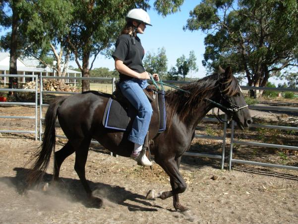 https://lemis.nyc3.digitaloceanspaces.com/yvonne/Photos/20090329/small/riding-Flamenca-19.jpeg