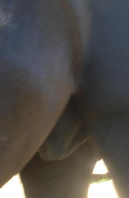 https://lemis.nyc3.digitaloceanspaces.com/yvonne/Photos/20090329/small/unswollen-sheath-2.jpeg