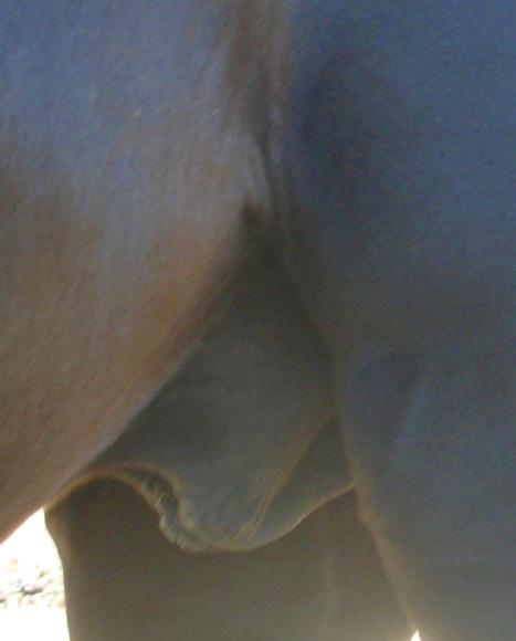 https://lemis.nyc3.digitaloceanspaces.com/yvonne/Photos/20090329/small/unswollen-sheath.jpeg
