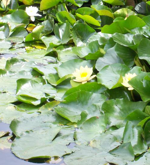https://lemis.nyc3.digitaloceanspaces.com/yvonne/Photos/20110209/small/water-lilies.jpeg