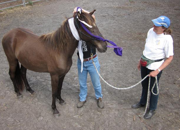 https://lemis.nyc3.digitaloceanspaces.com/yvonne/Photos/20111227/small/horse-wrappers-in-action-2.jpeg