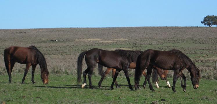 https://lemis.nyc3.digitaloceanspaces.com/yvonne/Photos/20120729/small/mares.jpeg